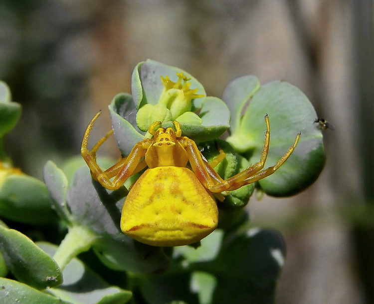 Thomisus onustus
